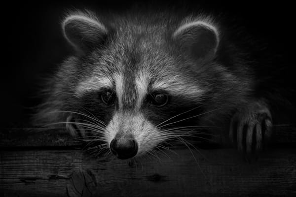 Raccoon Stealer operatörleri, yepyeni özelliklerin yer aldığı sürümle geri döndüklerini duyurdu